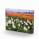 Bloc Photo Ferme de tulipes (Droite)