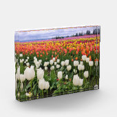 Bloc Photo Ferme de tulipes (Gauche)