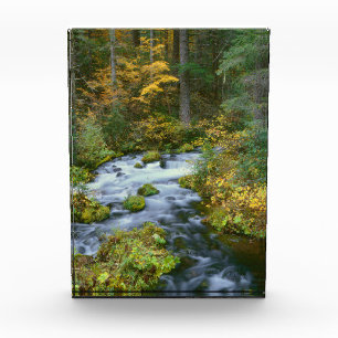 Bloc Photo Feuillage d'automne et Douglas Fir Frontière Riviè