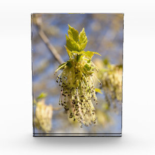 Bloc Photo Feuille mignons en photo de printemps
