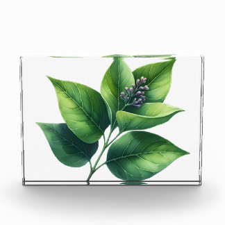 Bloc Photo Feuilles et fleurs botaniques