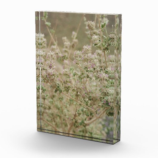 Bloc Photo Fleur fantôme (Droite)