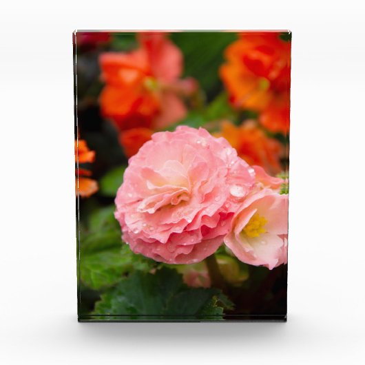 Bloc Photo Fleur rose délicate après la pluie (Devant)
