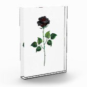 Bloc Photo Fleur rose noire (Gauche)