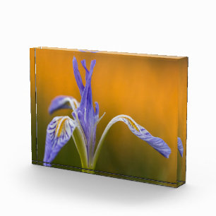 Bloc Photo Fleur sauvage sauvage d'iris dans la réflexion