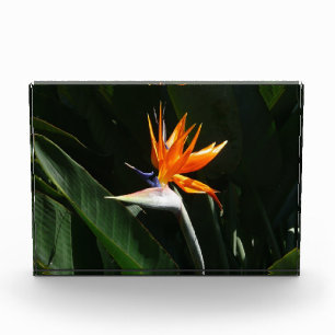Bloc Photo Fleur tropicale orange oiseau de paradis