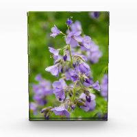 Fleurs bleues délicates sur un champ vert dans un