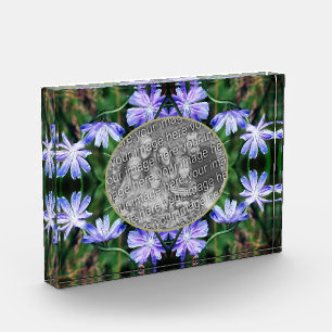 Bloc Photo Fleurs de chicorée bleu sauvage Ajouter votre cadr