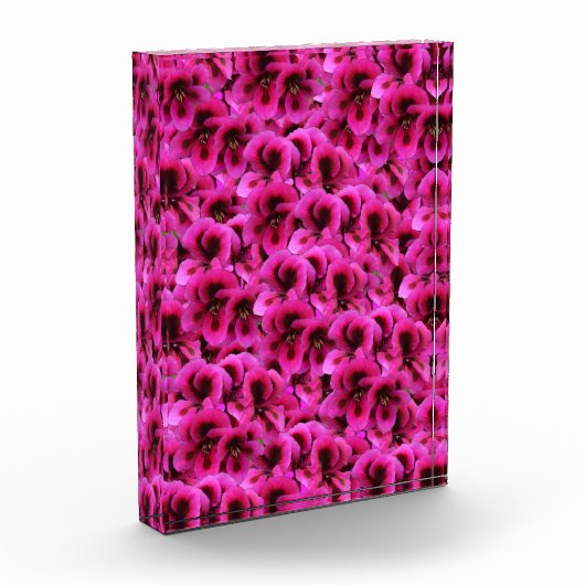 Bloc Photo Fleurs De Géranium Magenta Chaud, (Gauche)