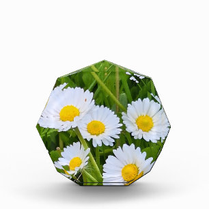 Bloc Photo Fleurs de jardin sauvage Roumanie – Photographie d