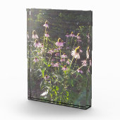 Bloc Photo Fleurs d'échinacée au soleil (Droite)