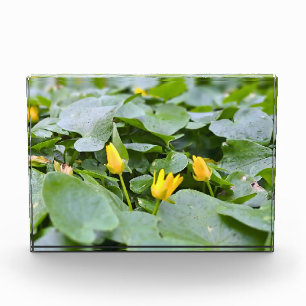 Bloc Photo Fleurs sauvages de la forêt – Photographie botaniq