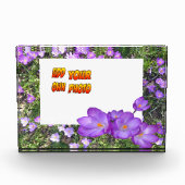 Bloc Photo Fleurs Violettes Crocus Violets Poussière. Bloc ph (Devant)