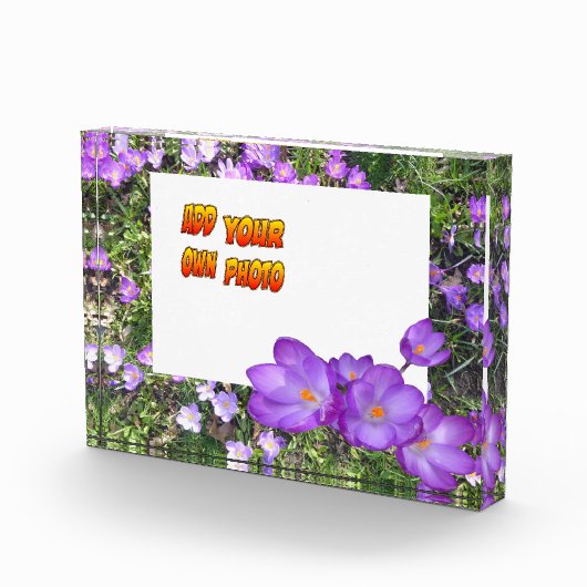 Bloc Photo Fleurs Violettes Crocus Violets Poussière. Bloc ph (Droite)