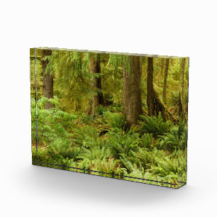 Bloc Photo Forêt luxuriante et fougères Parc d'État Ecola,