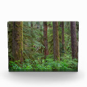 Bloc Photo Forêt nationale de Willamette | Oregon (Devant)