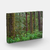 Bloc Photo Forêt nationale de Willamette | Oregon (Gauche)