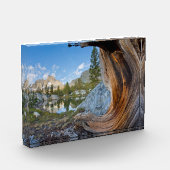 Bloc Photo Forêt nationale d'Inyo, Californie (Gauche)