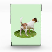 Bloc Photo Fox Terrier En alerte, (Devant)