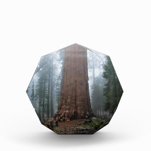 Bloc Photo Général Sherman Tree, Sequoia, CA