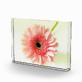 Bloc Photo Gerbera Daisy (Droite)