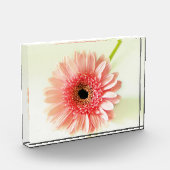 Bloc Photo Gerbera Daisy (Gauche)