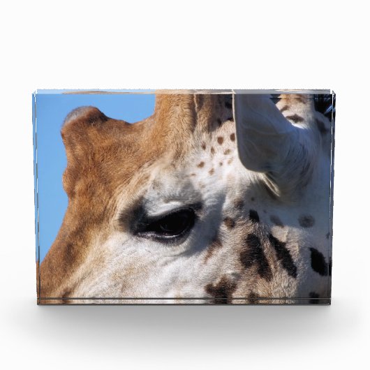 BLOC PHOTO GIRAFFE (Devant)