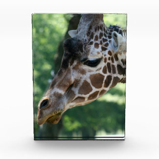 Bloc photo Giraffe