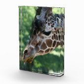 Bloc photo Giraffe (Droite)