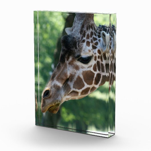 Bloc photo Giraffe (Droite)