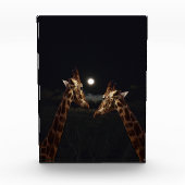 Bloc Photo Giraffe Love In the Moonlight (Devant)