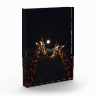 Bloc Photo Giraffe Love In the Moonlight