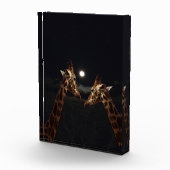 Bloc Photo Giraffe Love In the Moonlight (Droite)