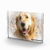 Bloc Photo Golden Retriever. (Droite)