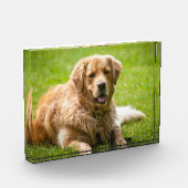 Bloc Photo Golden Retriever Chien (Gauche)