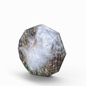 Bloc Photo Graines et soie d'algues (Droite)