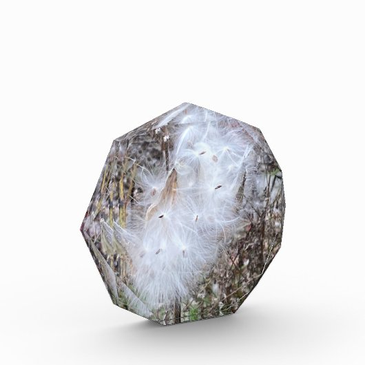 Bloc Photo Graines et soie d'algues (Gauche)