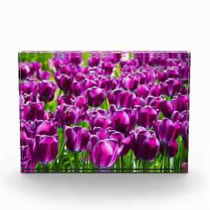 Bloc Photo Grand champ de tulipes pourpres