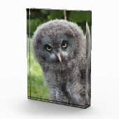 BLOC PHOTO GRAY OWL (Droite)