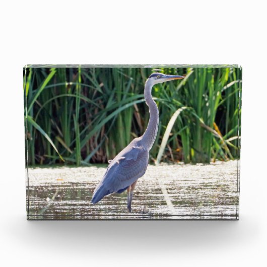Bloc photo Great Blue Heron (Devant)