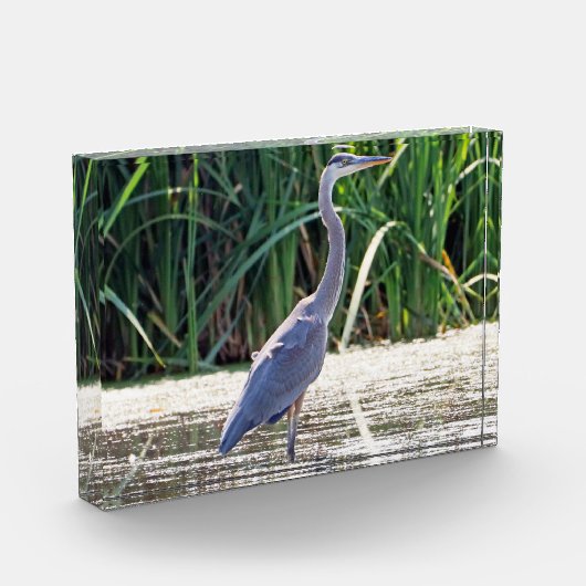 Bloc photo Great Blue Heron (Gauche)