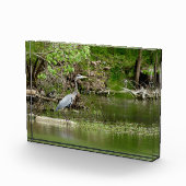 Bloc Photo Great Blue Heron Tennessee la faune de la rivière (Droite)