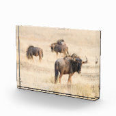 Bloc Photo Groupe de photos de gnous (Droite)