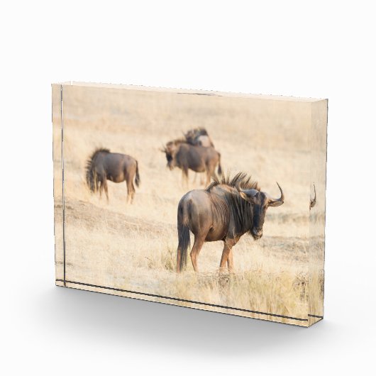 Bloc Photo Groupe de photos de gnous (Droite)