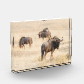 Bloc Photo Groupe de photos de gnous (Gauche)