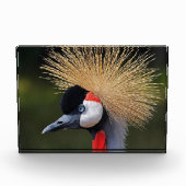 Bloc Photo Grue à couronne noire (Devant)