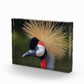 Bloc Photo Grue à couronne noire (Droite)