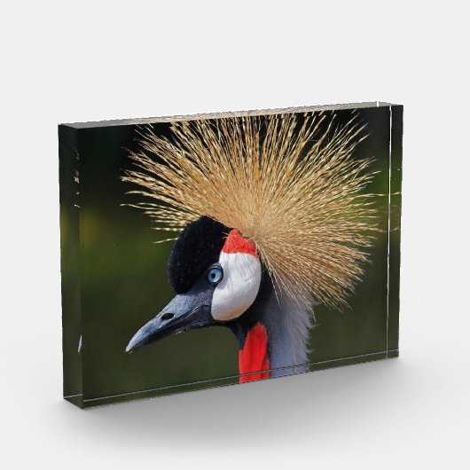 Bloc Photo Grue à couronne noire (Gauche)