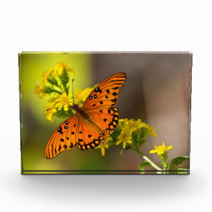 Bloc Photo Gulf Fritillary ou papillon de la passion sur verg