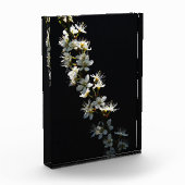 Bloc Photo Hawthorn Flowers pbcna (Gauche)